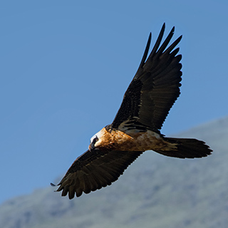 Simien Mountains - Ghenek - Lammergeyer